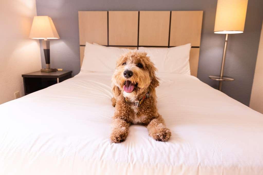 Sonesta Simply Suites Dallas Galleria חדר תמונה